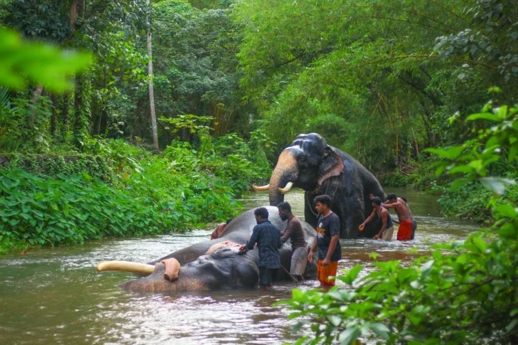 Elephant-Bathing-kerala