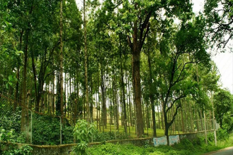 Marayoor-Sandalwood-Forest-Munnar