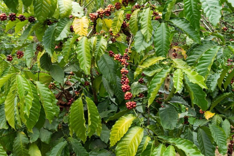 coffee-plantation-wayanad