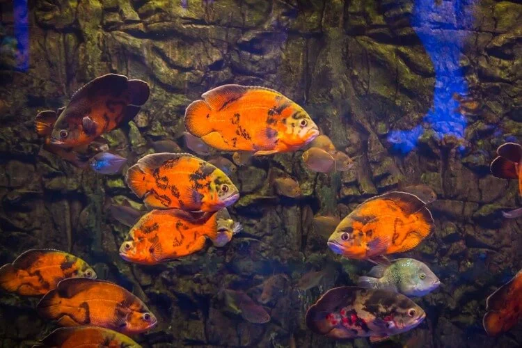 Vizhinjam-Marine-Aquarium