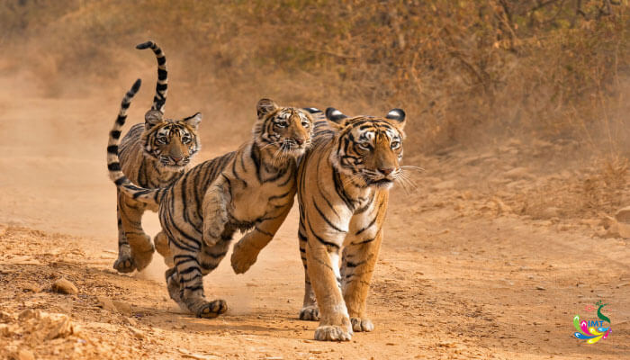 Jaipur Ranthambore Tour Package from Delhi